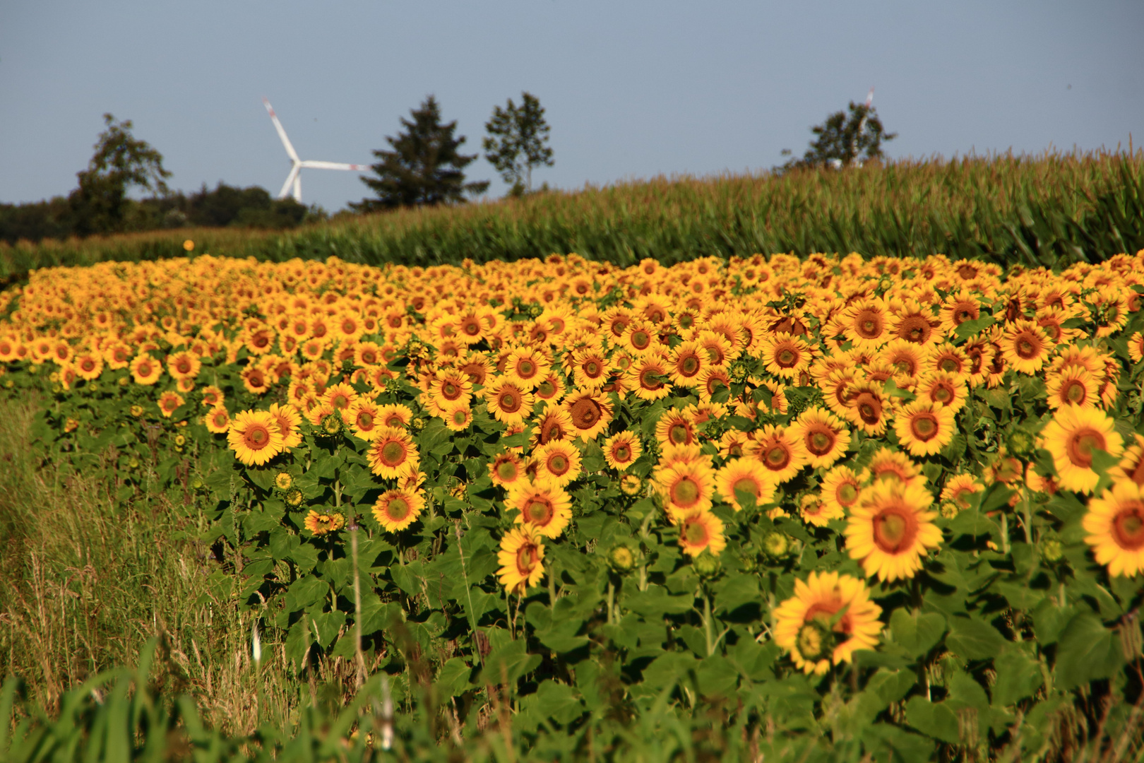 Sonnenblumen 