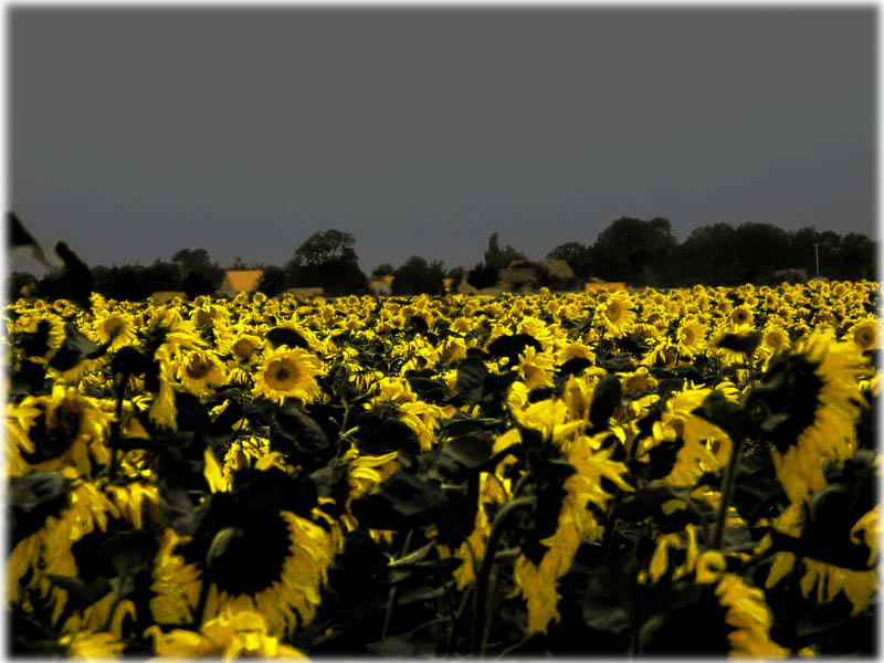 Sonnenblumen