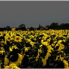 Sonnenblumen