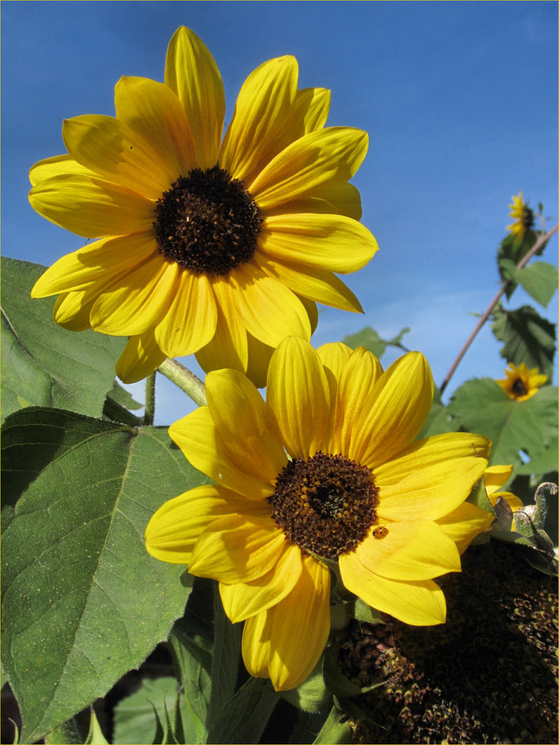 Sonnenblumen Foto & Bild pflanzen, pilze & flechten, blüten