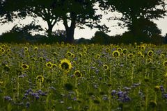 Sonnenblumen