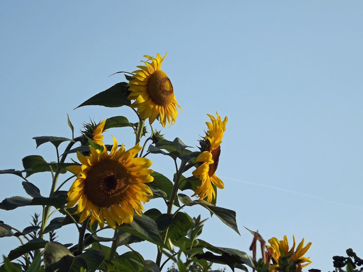 Sonnenblumen