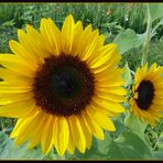 Sonnenblumen