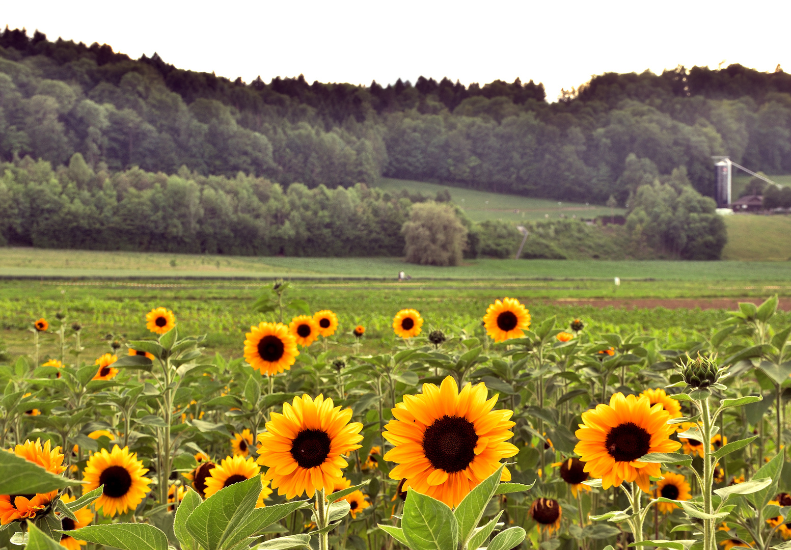 Sonnenblumen