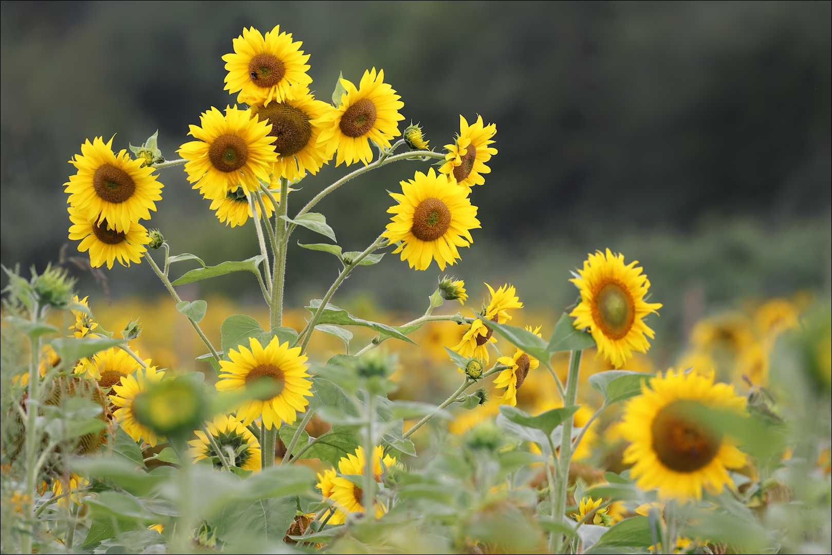 Sonnenblumen