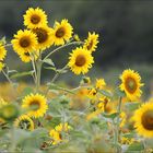 Sonnenblumen