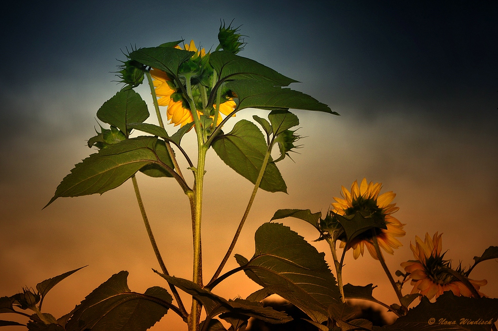 ~ Sonnenblumen ~