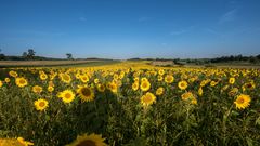 Sonnenblumen ...