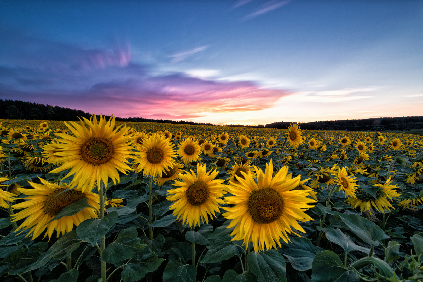 Sonnenblumen