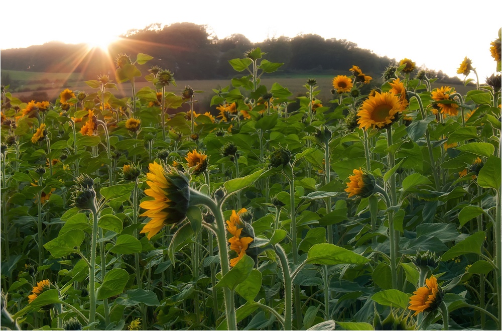 Sonnenblumen