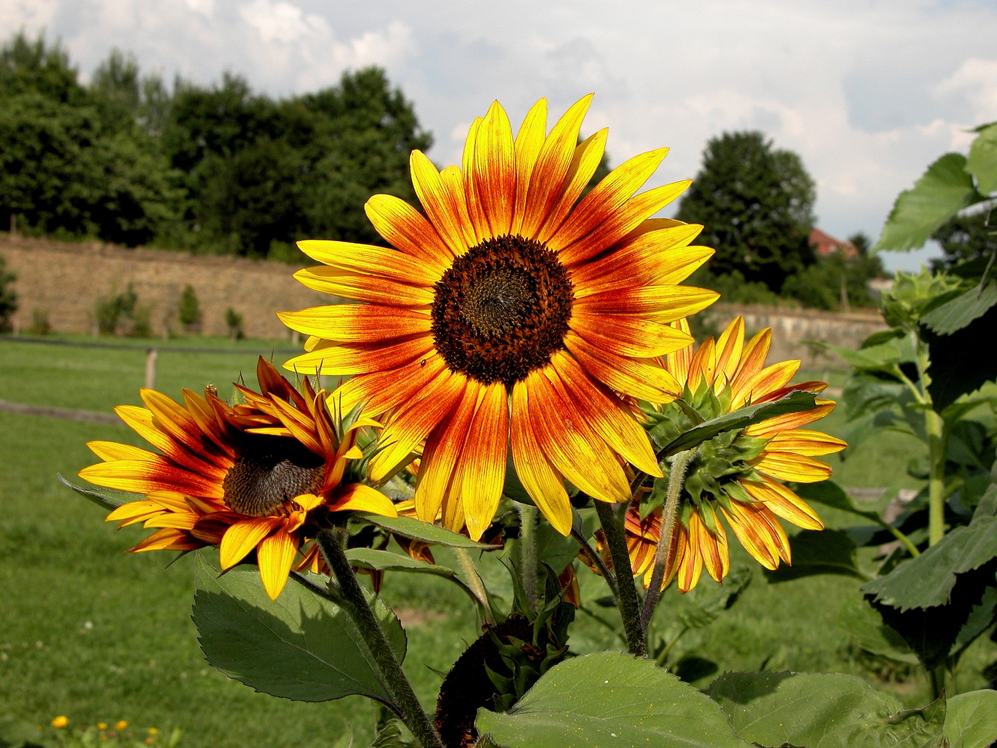 Sonnenblumen