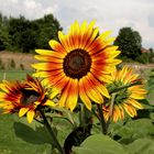 Sonnenblumen