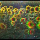 Sonnenblumen