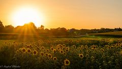 Sonnenblumen ...