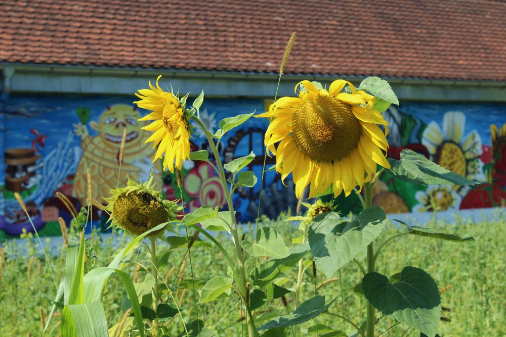 Sonnenblumen 7 v 10