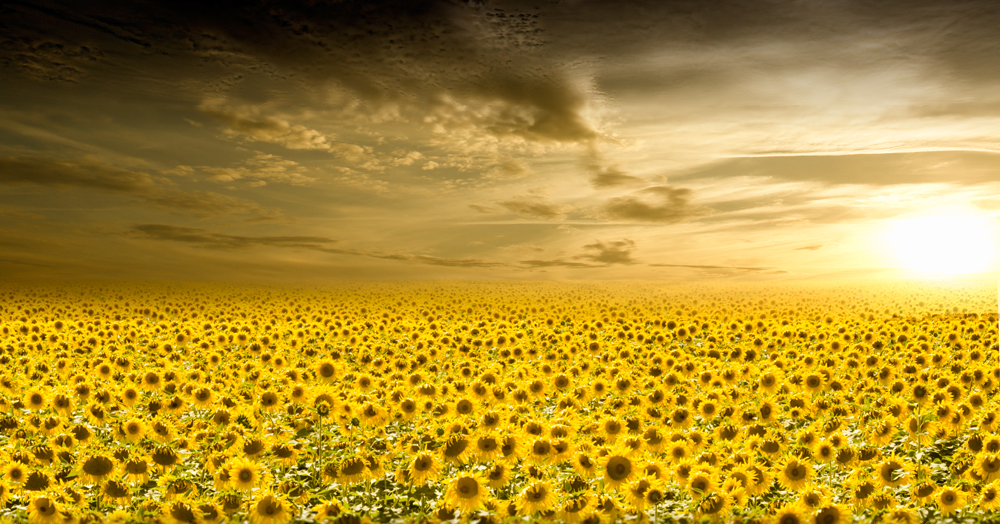 Sonnenblumen