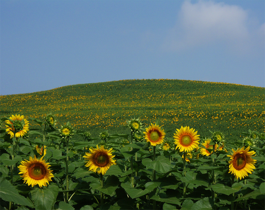 Sonnenblumen...