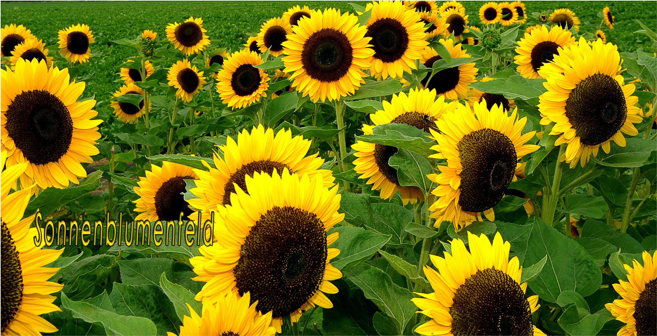 Sonnenblumen