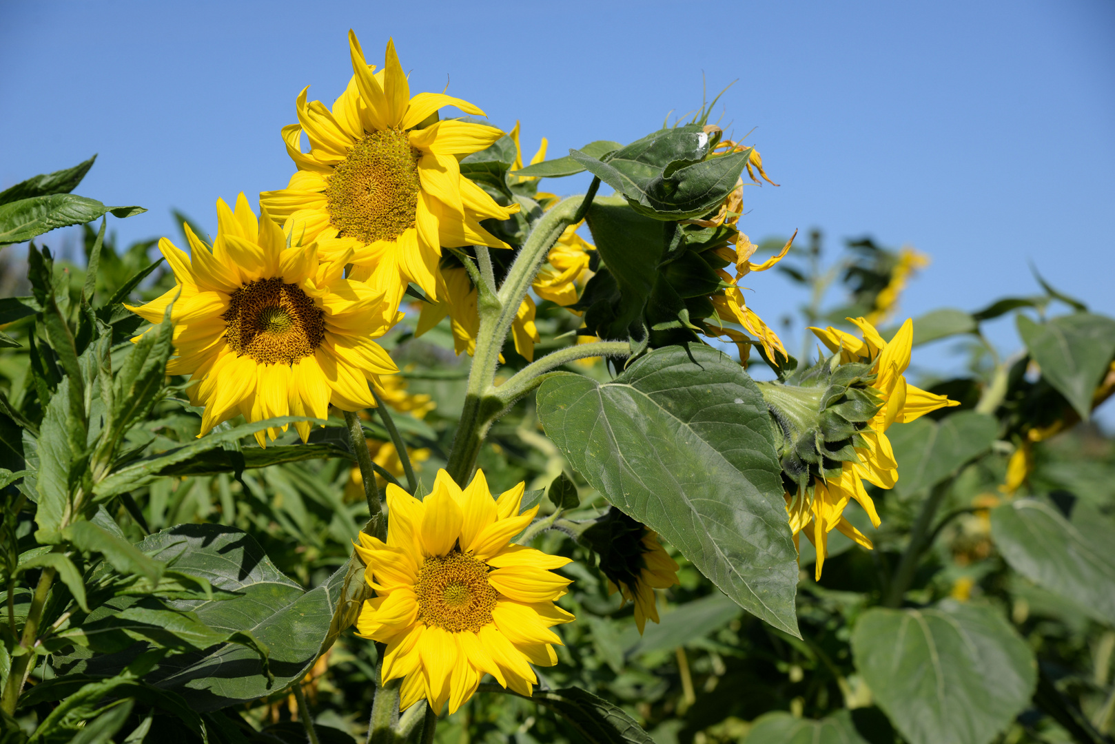 Sonnenblumen