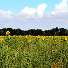 Sonnenblumen