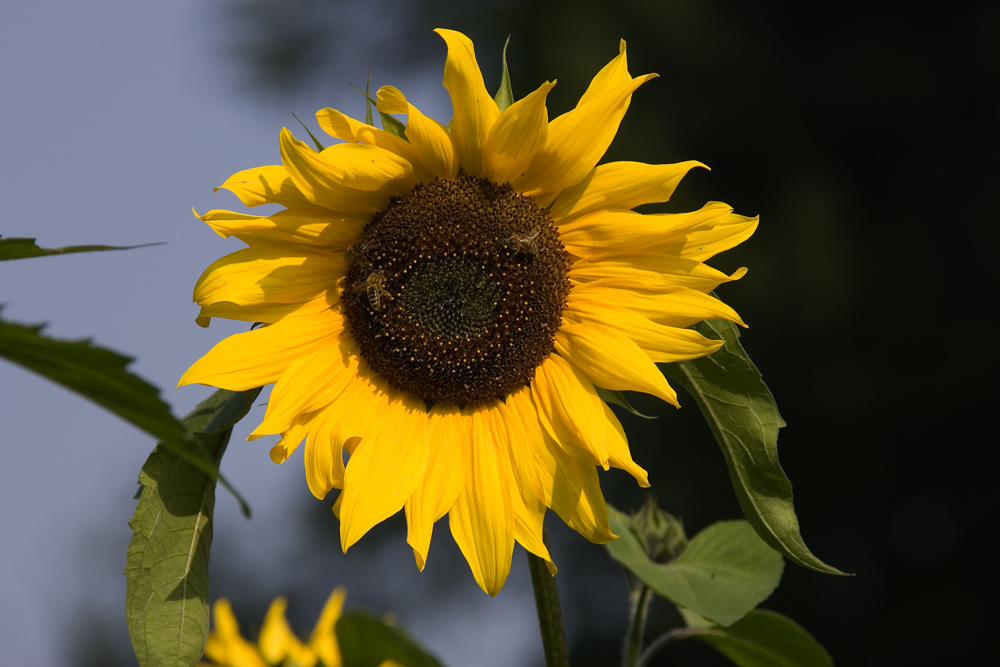 Sonnenblumen