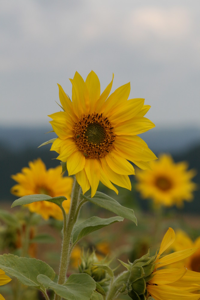 sonnenblumen