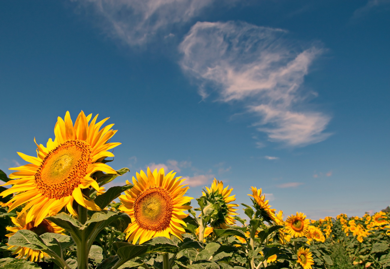 Sonnenblumen