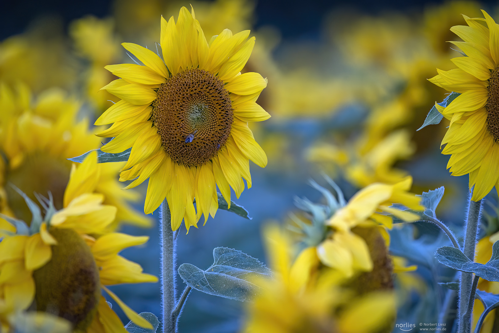 Sonnenblumen