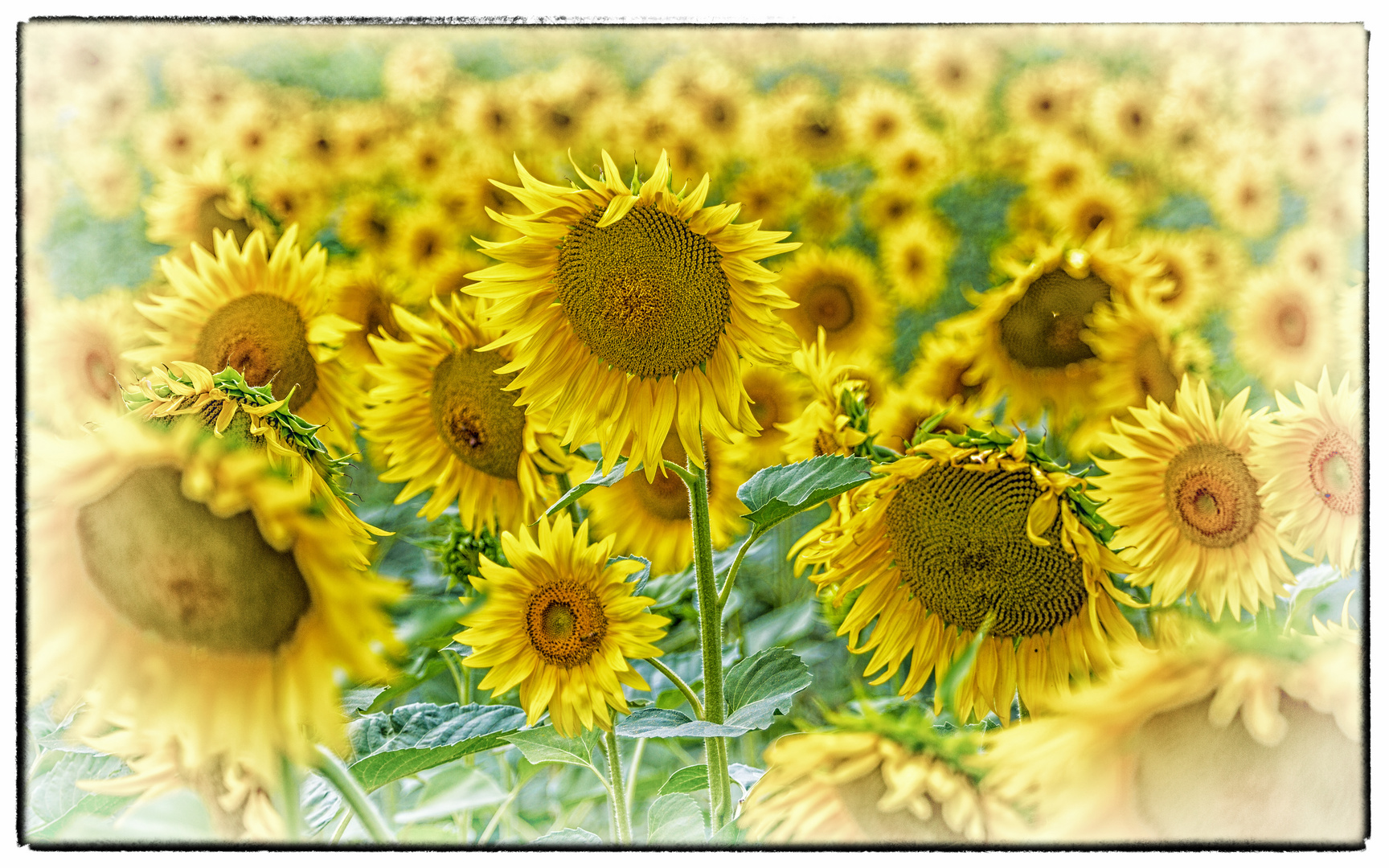 Sonnenblumen