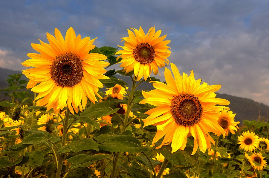 Sonnenblumen