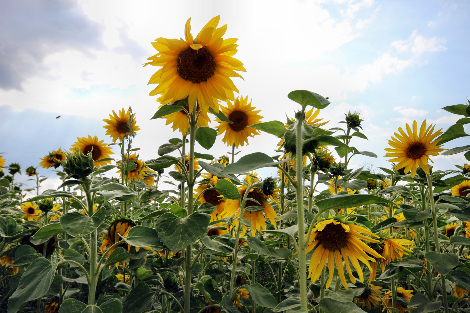 Sonnenblumen Foto & Bild pflanzen, pilze & flechten, blüten