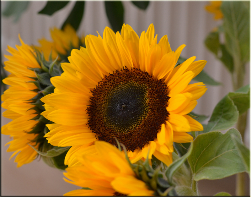 Sonnenblumen