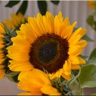 Sonnenblumen