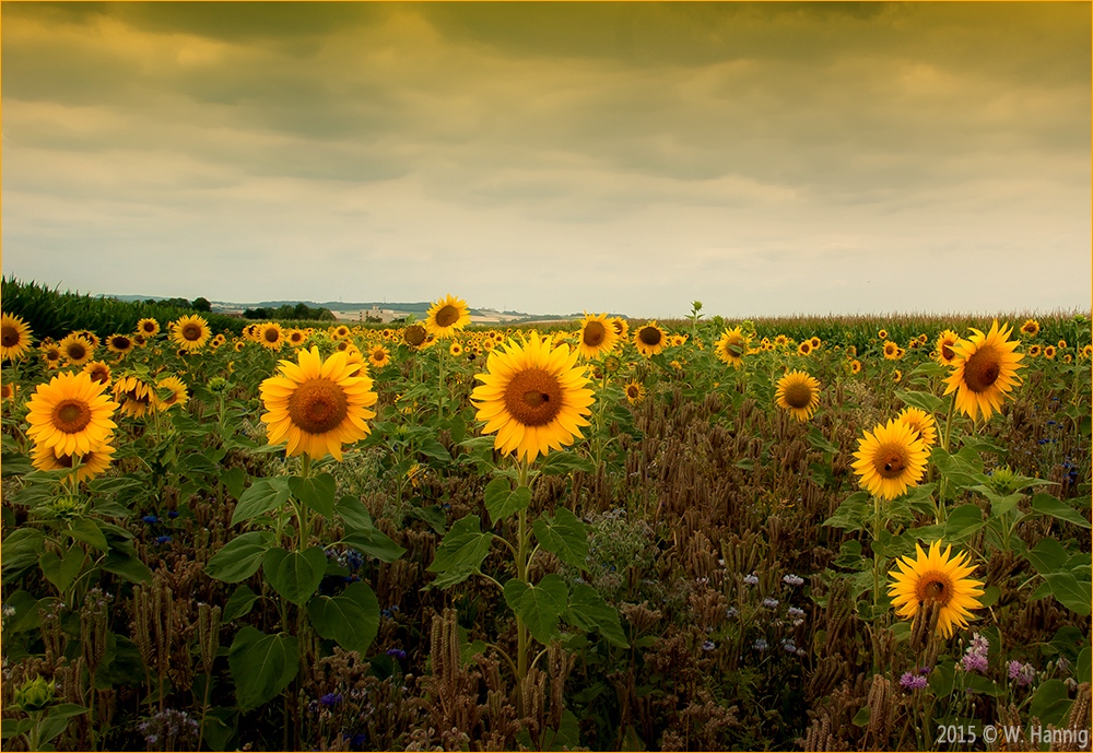 Sonnenblumen