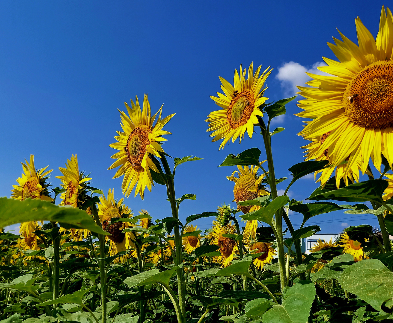 Sonnenblumen