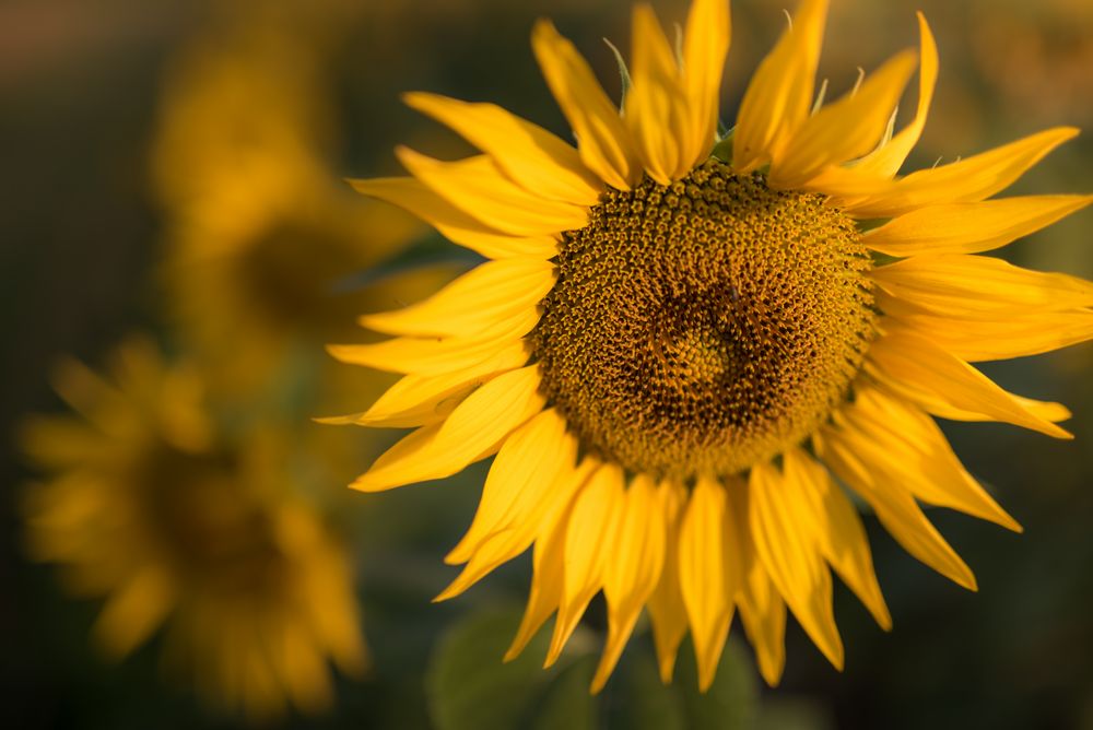 Sonnenblumen ...