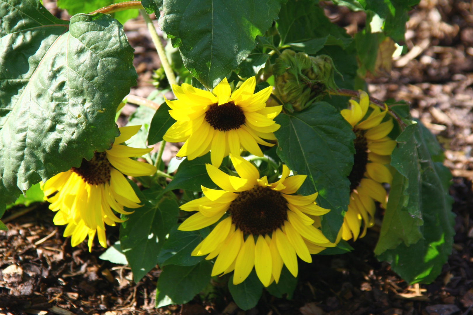 Sonnenblumen