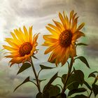 Sonnenblumen