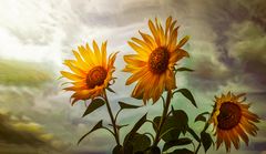 Sonnenblumen