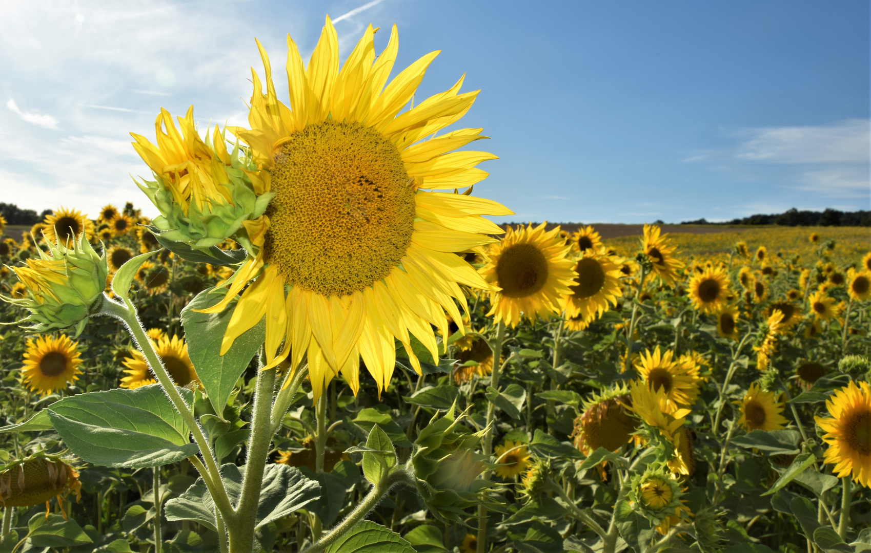 Sonnenblumen