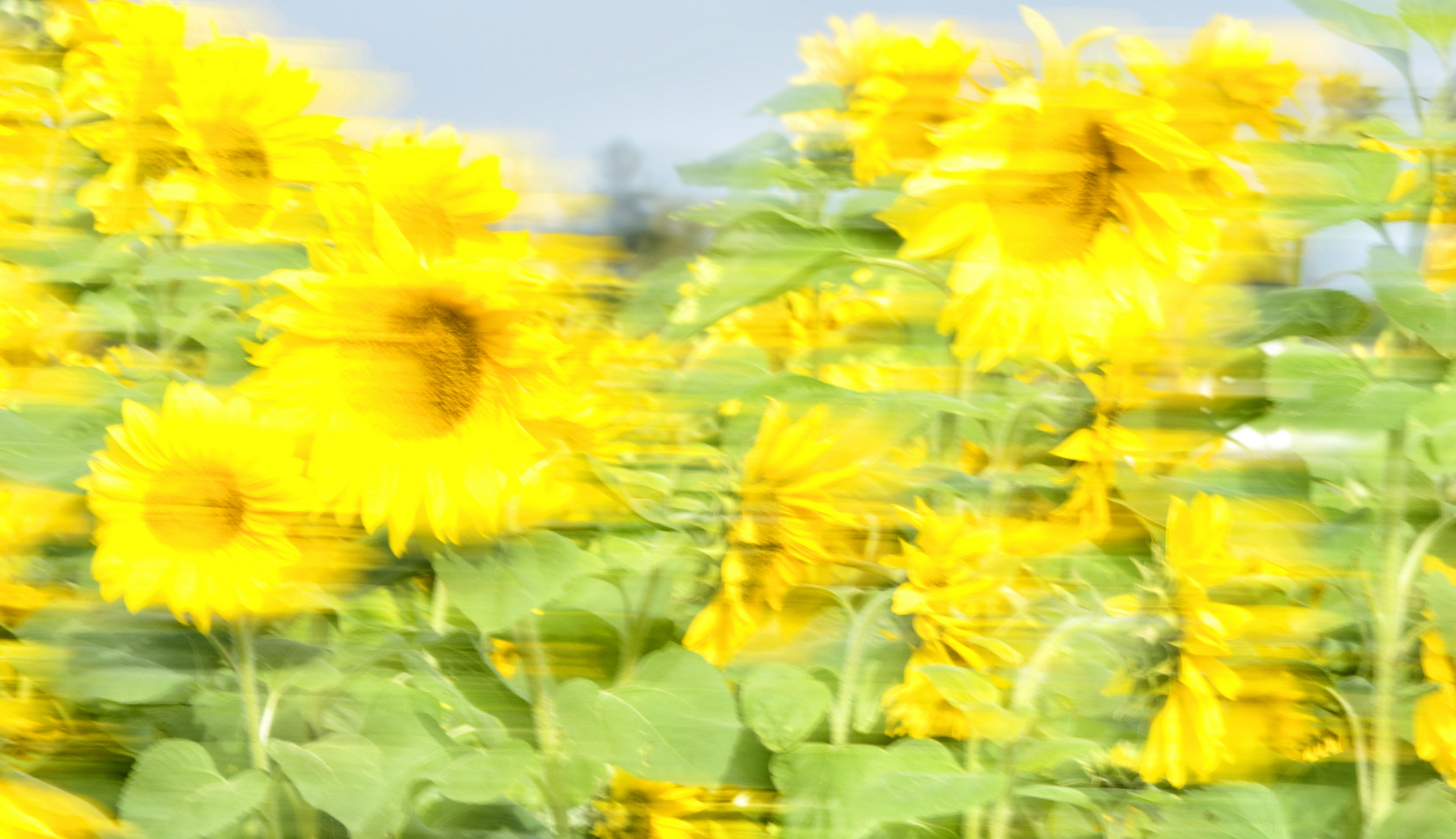 Sonnenblumen