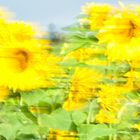 Sonnenblumen