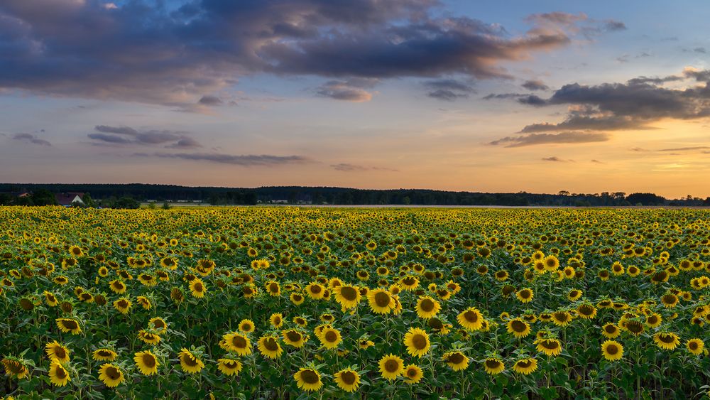 Sonnenblumen