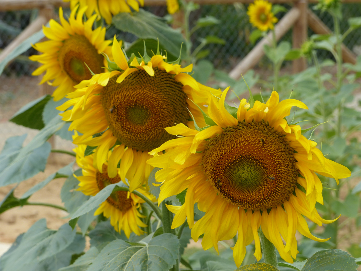 Sonnenblumen