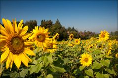 Sonnenblumen