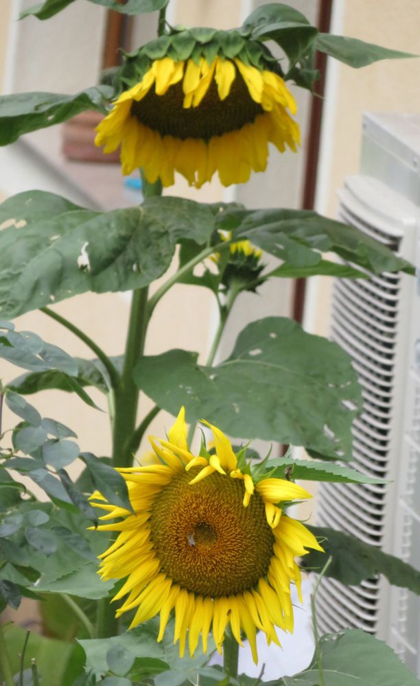 Sonnenblumen Foto & Bild pflanzen, samen, natur, pflanzen Bilder auf