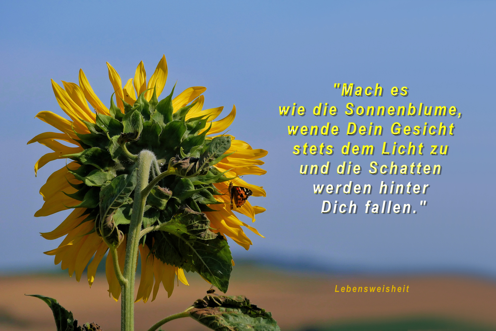 SONNENBLUMEN