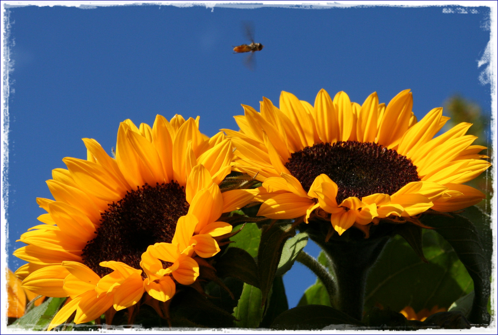 °° Sonnenblumen °°