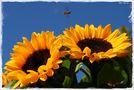 °° Sonnenblumen °° von Ostseeperle 