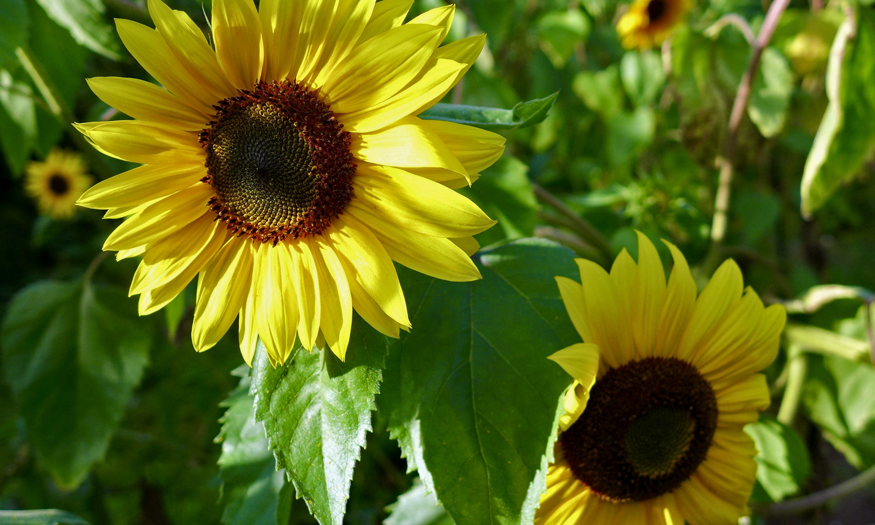 Sonnenblumen 